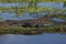 Basking American Alligator, Alligator mississippiensis