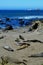 Basking Elephant Seals, Pacific Coast, near Morro Bay, California, USA