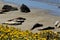 Basking Elephant Seals, Pacific Coast, near Morro Bay, California, USA