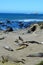 Basking Elephant Seals, Pacific Coast, near San Simeon, California, USA, California, USA