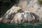 Basking fur seals