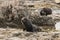 Basking fur seals