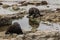 Basking New Zealand fur seals