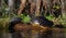 Basking River Slider Turtles on log, Okefenokee Swamp National Wildlife Refuge
