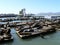 Basking sealions