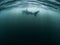 A Basking Shark swims underwater into the distance near the Isle of Coll.