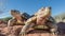 Basking Tortoises in Desert Landscape