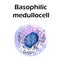 Basophils structure. Basophils blood cells. Medullocell. White blood cells. leukocytes. Infographics. Vector