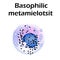 Basophils structure. Basophils blood cells. Metamyelocytes. White blood cells. leukocytes. Infographics. Vector