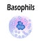 Basophils structure. Basophils blood cells. White blood cells. leukocytes. Infographics. Vector illustration on isolated