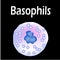 Basophils structure. Basophils blood cells. White blood cells. leukocytes. Infographics. Vector illustration on isolated