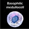 Basophils structure. Basophils blood cells. White blood cells. leukocytes. Infographics. Vector illustration on isolated