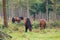 Basque mountain horse breed horse pasturing on the mountain.