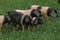 Basque Pig, a French Breed, Group