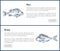 Bass and Bream Seafood Set Vector Vintage Icons