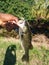 Bass fishing