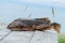 Bass fishing. Large sea bass terpug on a table made of rough wooden planks on the beach