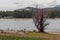 Bass Lake and tree