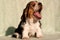 Basset