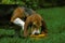 Basset Artesian Normand, Dog playing with its Bowl