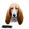 Basset Artesien Normand or Norman Artesian Basset short-legged hound type French dog digital art illustration isolated