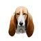 Basset Artesien Normand or Norman Artesian Basset short-legged hound type French dog digital art illustration isolated
