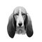 Basset Artesien Normand or Norman Artesian Basset short-legged hound type French dog digital art illustration isolated on white