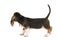Basset artesien normand puppy seen from the back looking away with tail up