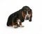 Basset baby