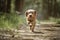 Basset Fauve de Bretagne dog running directly at the camera