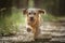 Basset Fauve de Bretagne dog running directly at the camera with paw print up