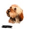 Basset Fauve de Bretagne or Fawn Brittany Basset short-legged hunting scent hound type dog digital art illustration