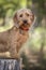 Basset Fauve de Bretagne standing against a tree stump and looking directly at the camera in the forest