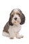 Basset Griffon Vendeen