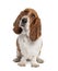 Basset Hound 1 year old - hush puppy