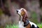 Basset hound