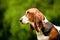 Basset hound