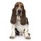 Basset Hound