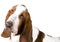 Basset Hound