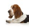 Basset Hound