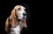 Basset hound black background