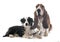 Basset hound and border collie