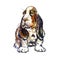 Basset Hound Canis familiaris cute puppy sitting, isolated on white watercolor