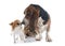 Basset hound and chihuahua