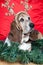 Basset Hound at Christmas