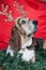 Basset Hound at Christmas