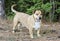 Basset Hound Corgie mixed breed dog