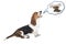 Basset hound dog barking