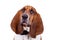 Basset hound dog face