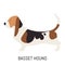 Basset hound. Dog, flat icon. Isolated on white background.